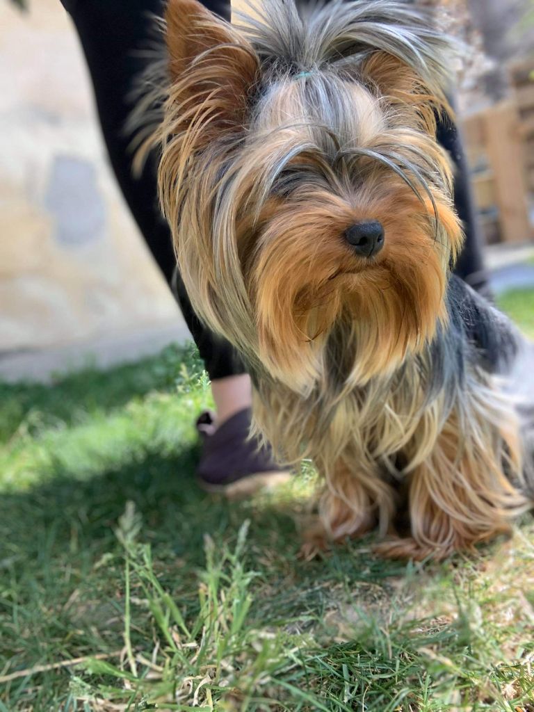 Petit louis Du Mas Des Yorkies Love