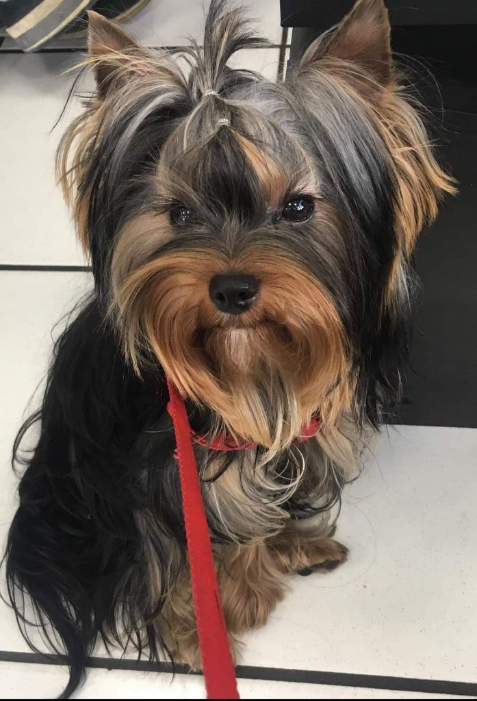 Oscar Du Mas Des Yorkies Love