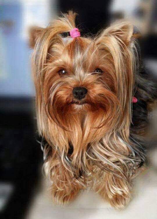Joyce in mélod'y Du Mas Des Yorkies Love