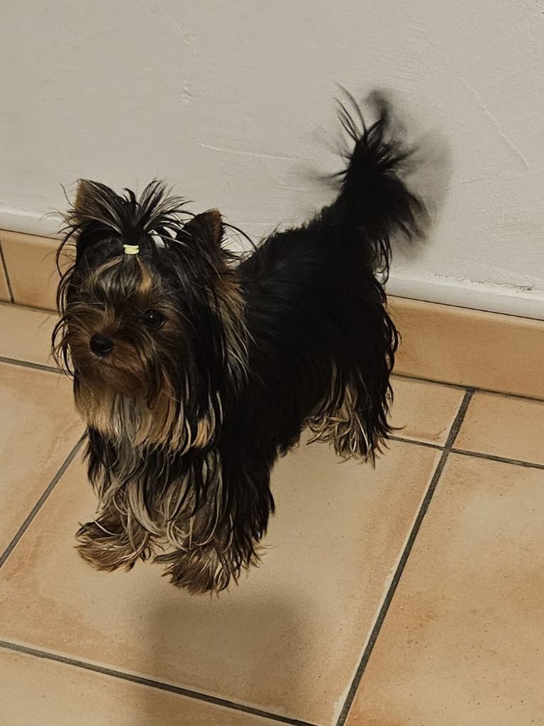 Unik lylie rose Du Mas Des Yorkies Love