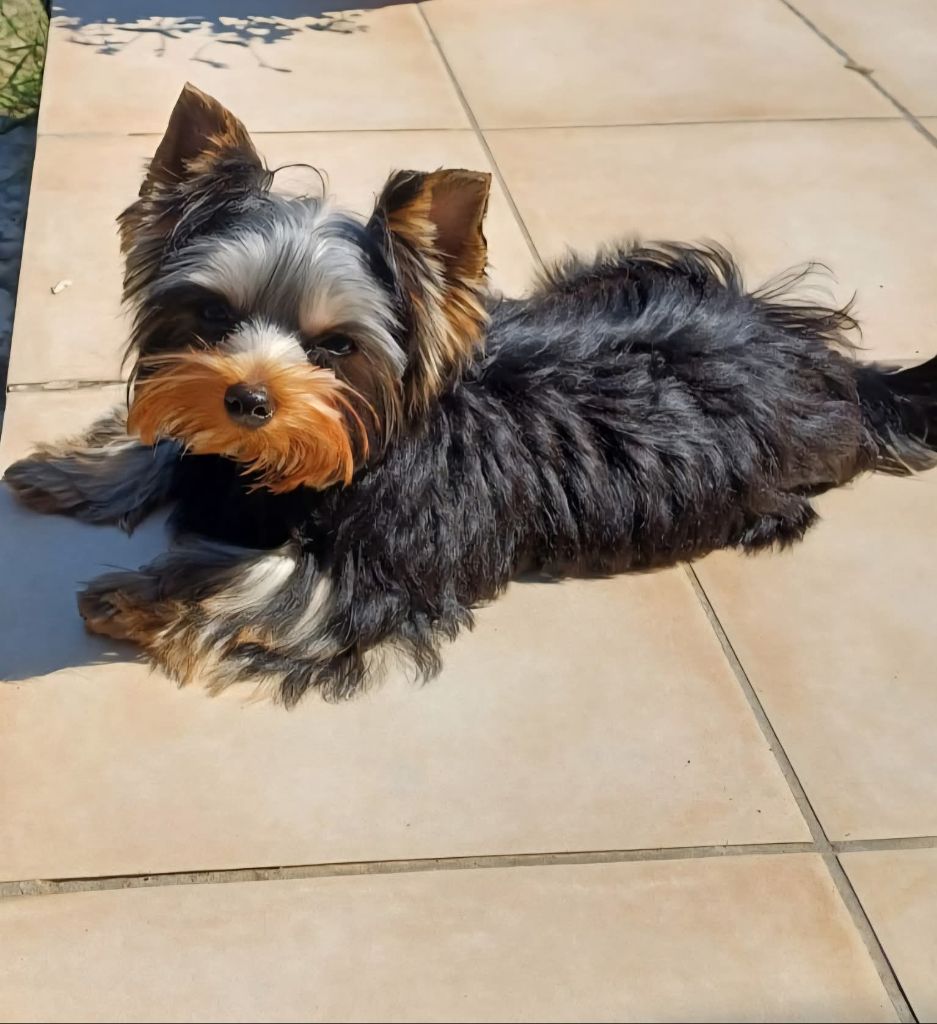 Anth'u Du Mas Des Yorkies Love