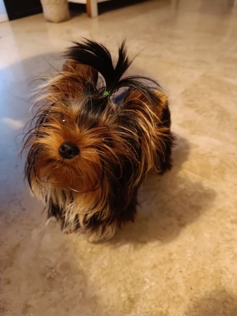 Unik lola it's me Du Mas Des Yorkies Love