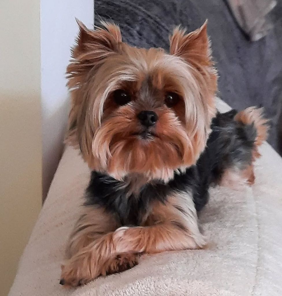 Preston junior Du Mas Des Yorkies Love