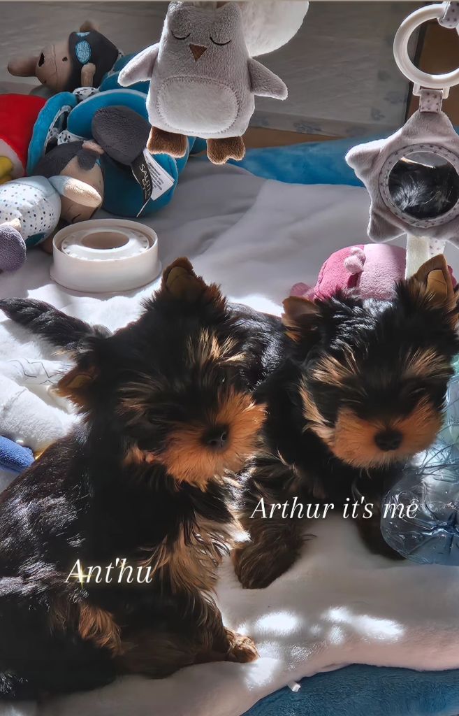 Chiot Yorkshire Terrier Du Mas Des Yorkies Love