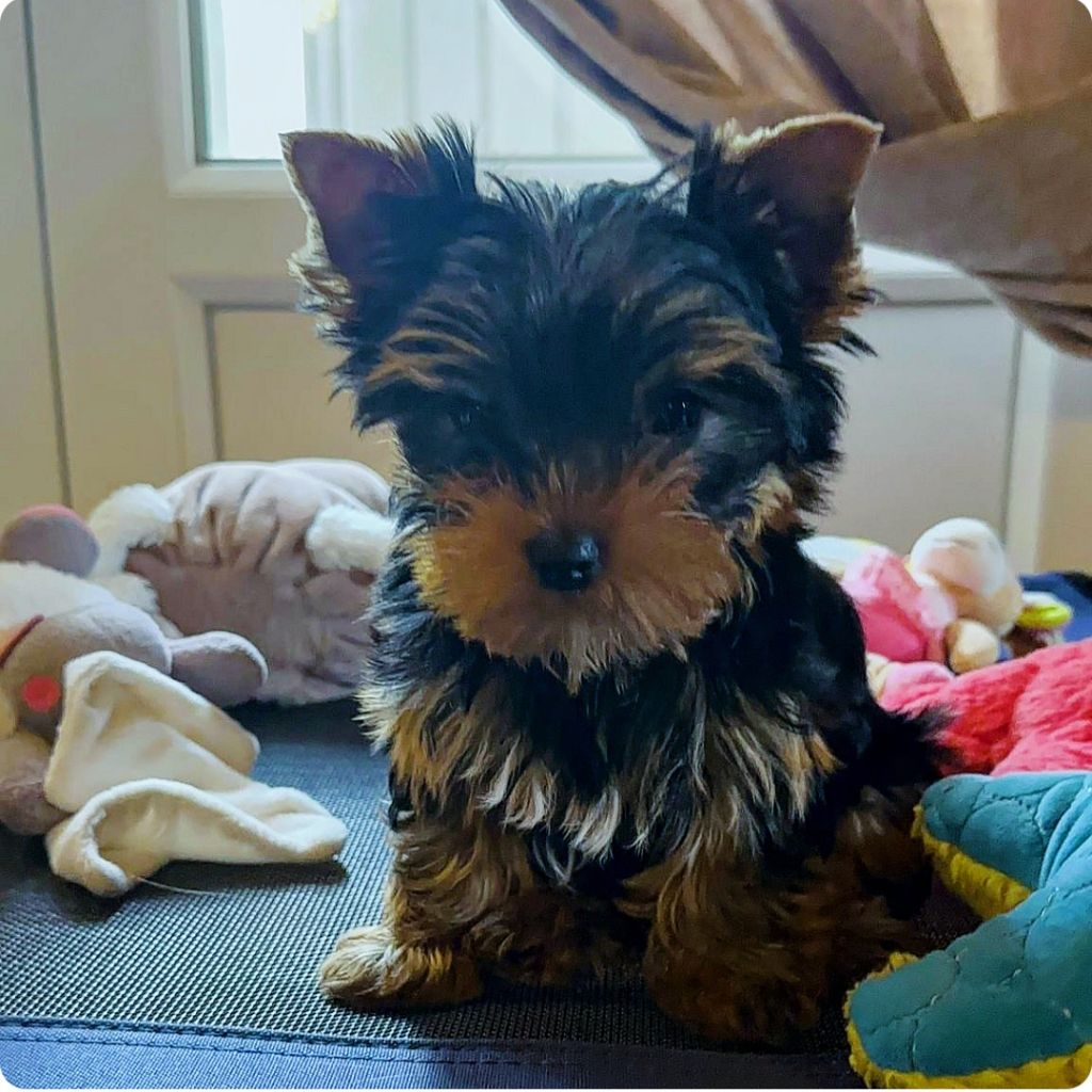Du Mas Des Yorkies Love - Chiots disponibles - Yorkshire Terrier